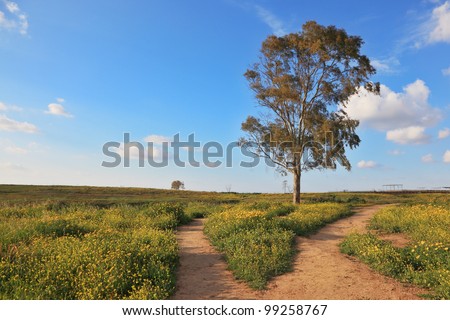 The dirt road forks around a lone tree among the daisies. Scenic cumulus clouds. Sunset