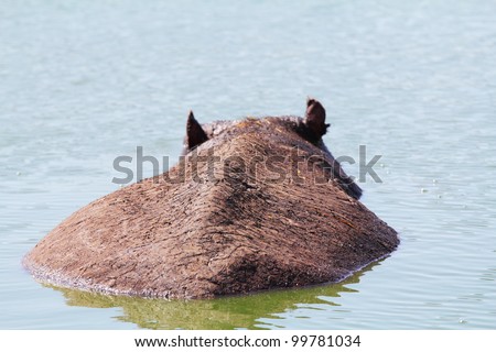 Huge modern Zoo -  safari in Tel Aviv. On a hot day hippopotamus resting at the lake