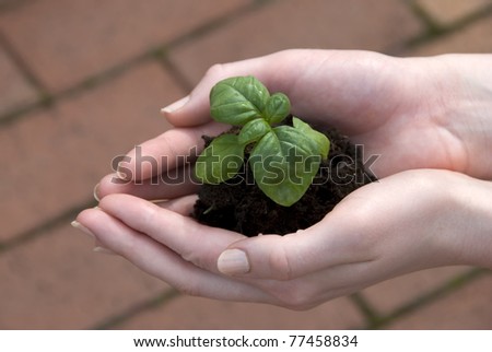 small green sprouts in the hands of a young woman