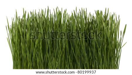 Grass Sprout