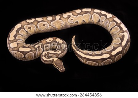 Ball Python or Royal Python on Black Background, Lesser Platinum Morph or Mutation