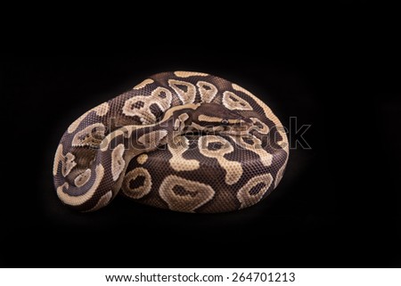 Ball python or Royal python on black background, Mojave morph or mutation