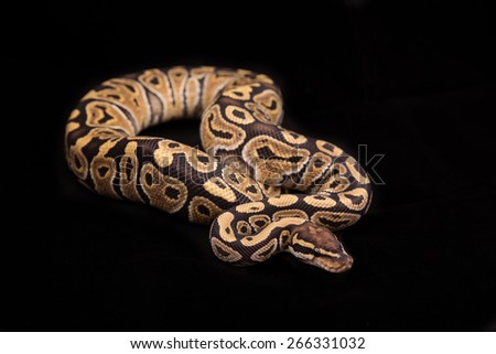 Ball python or Royal python on black background, Special morph or mutation