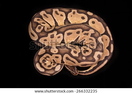 Ball python or Royal python on black background, Lemon Pastel morph or mutation