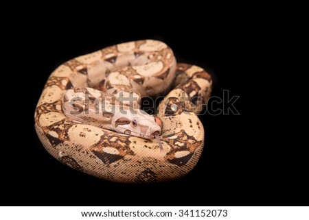 Boa constrictor - Common boa - VPI Pink Panther morph