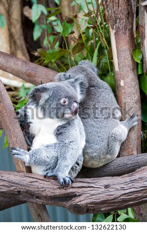 Koala Bears. These cute koalas live in a sanctuary in Kuranda, near Cairns