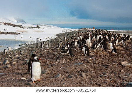 Gentoo Penguin Colony. Thousand of penguins raising their chicks on a beach in Antarctica.