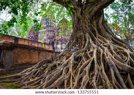 Tree roots in Sukhothai historical park with temple background, Thailand