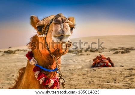 Detail of camel\'s head in the desert with funny expression