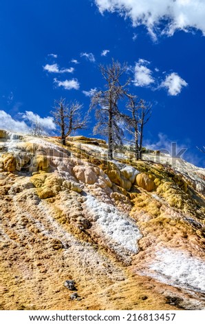 Scenic view of geothermal land and dry trees in Yellowstone NP, Wyoming, USA