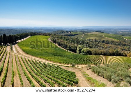 Tuscan vineyards and olive trees