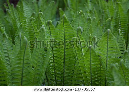 Beautiful fern wall