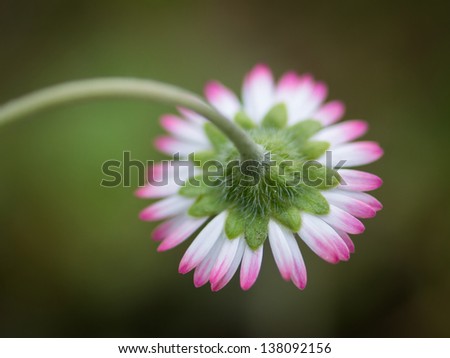 Cute little daisy closeup