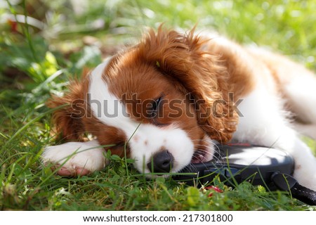 Cute little cavalier king charles spaniel playing on the grass