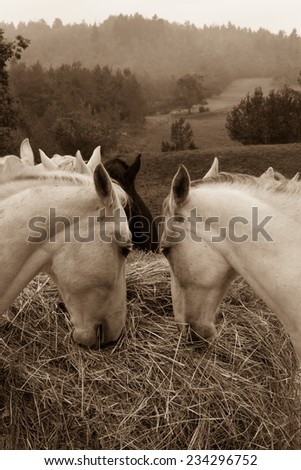 Two white horses eating the hay in the pasture early in the morning