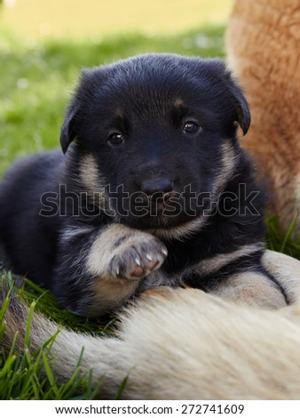 Cute little black German shepherd puppy with raised paw