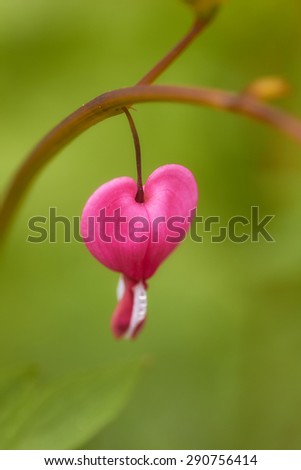 Asian bleeding heart flower isolated on green background close-up