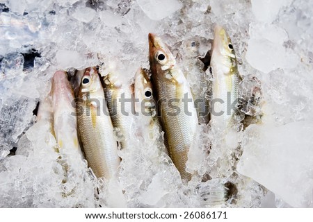 Fresh Frozen Exotic Fish