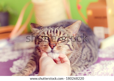 Human hand petting a cute cat at home