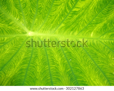 Close up green Caladium plant  texture for background.