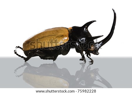 Great Horned Beetle