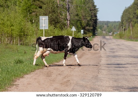 black and white cow crossing the road