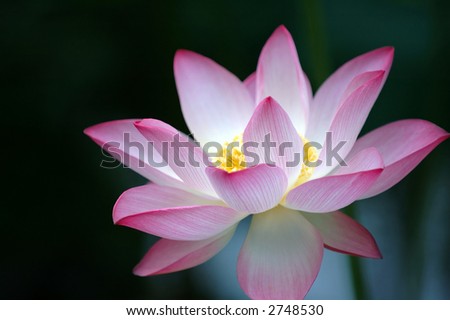 A blooming lotus flower of pink color over dark background