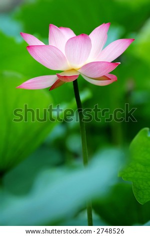 A single lotus flower between the greed lotus pads