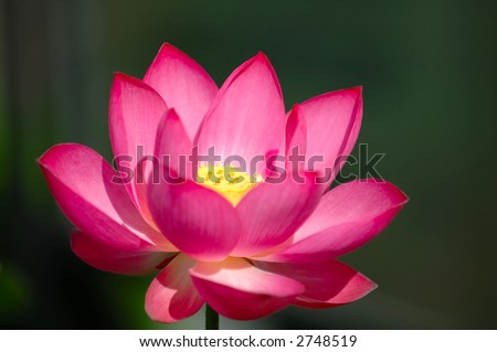stock photo A blooming lotus flower of pink color over dark background