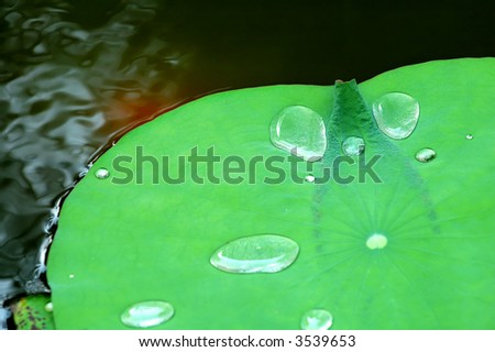 The water drops on lotus pad (leaf) in pond