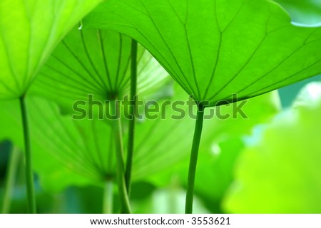 The texture of lotus leaves under sunshine viewing from bottom