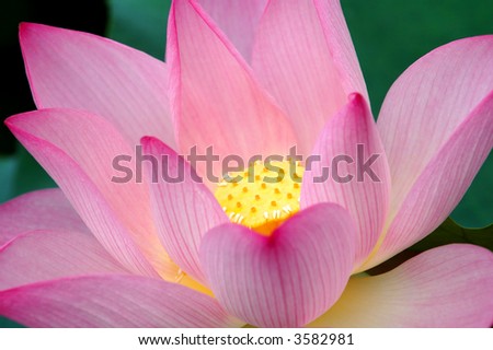 The close up view of lotus flower