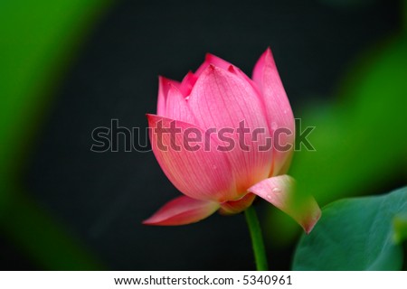 The blooming of lotus flower over black