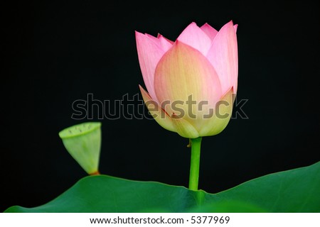 The lotus flower and bud over black background