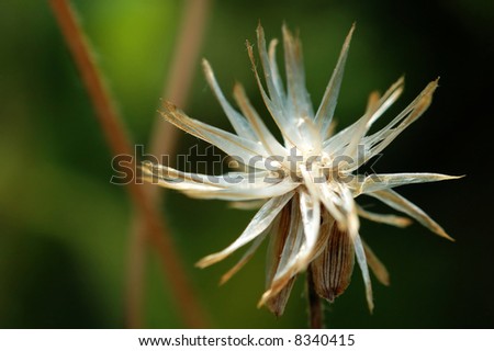 The seeds of weed flower, the tridax procumben