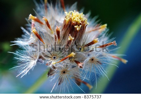 pics of weed. The seeds of weed flower,