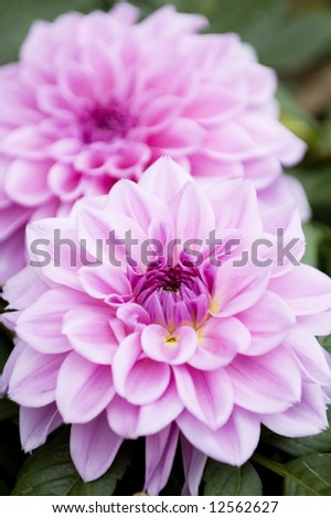 Two bright and beautiful pink dahlia flowers