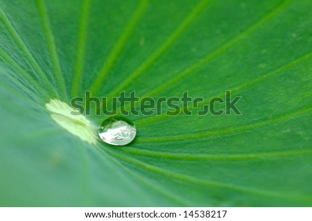 A water drop on lotus pad (leaf)
