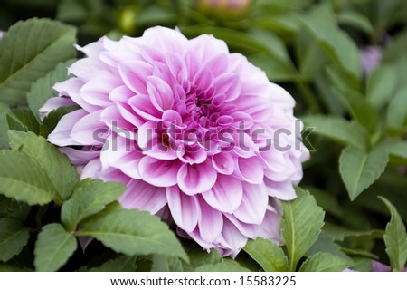The close shot of bright and beautiful pink dahlia flower