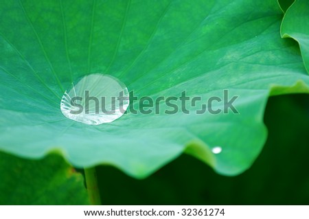 A water drop on lotus pad (leaf)