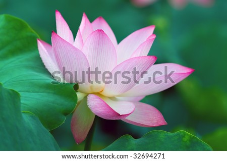Close up of blooming lotus flower over leaves