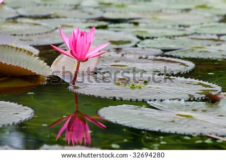 A single pink water lily with reflection over water