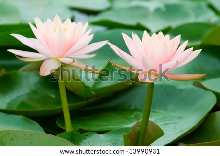 The close up (detail) of two pink water lily side by side