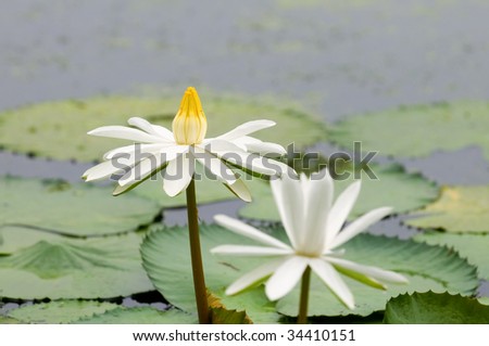 The blooming (detail) of white water lilies over water