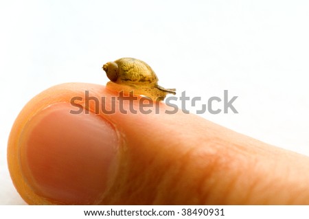 A small snail moving over finger tip