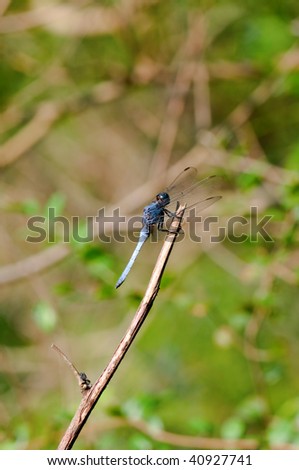 The close up of dragon fly staying on top of stalk
