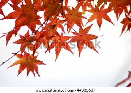 The red maple trees in japanese garden with white background