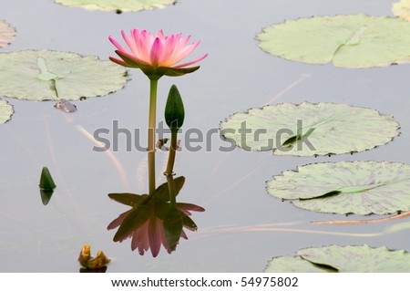 The pink water lily and bud leaning together with reflection over water