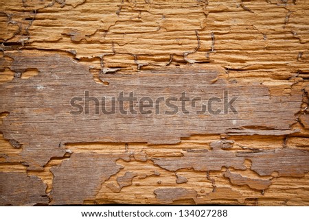 Traces of termites eat wood