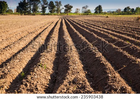 ploughed soil high raised style. Do it for defend cassava rot from drown water and boost productivity.
